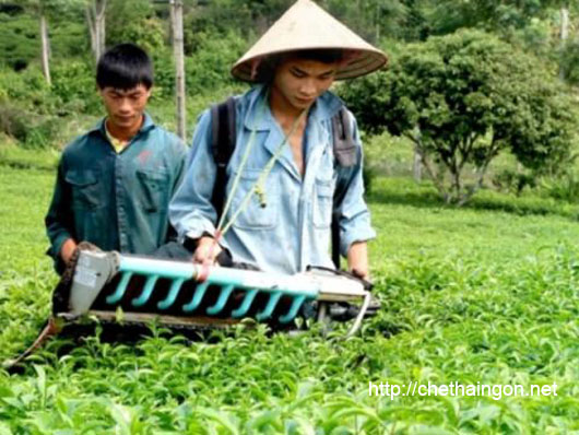 Thu hoạch chè tại Tân Cương Thái Nguyên
