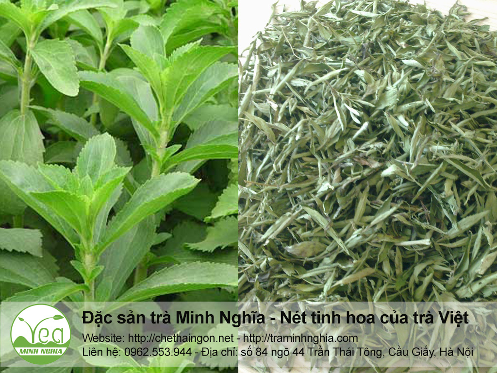 Lá cây cỏ ngọt lợi tiểu, giảm đường huyết, giảm mỡ máu