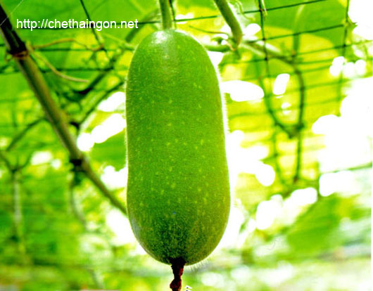 Vỏ bí đao chữa bệnh