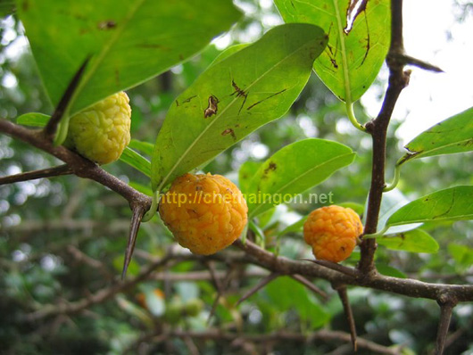 Cây mỏ quạ