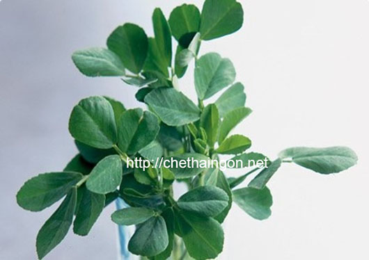 Cỏ cà ri làm tăng kích thước vòng 1