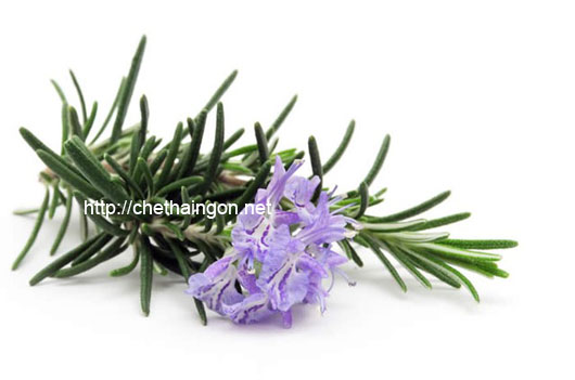 Cây hương thảo