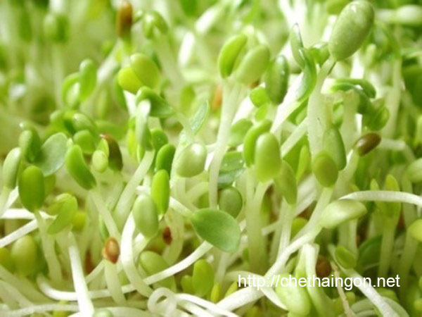 Mầm đậu lành có khả năng làm tăng kích thước vòng 1