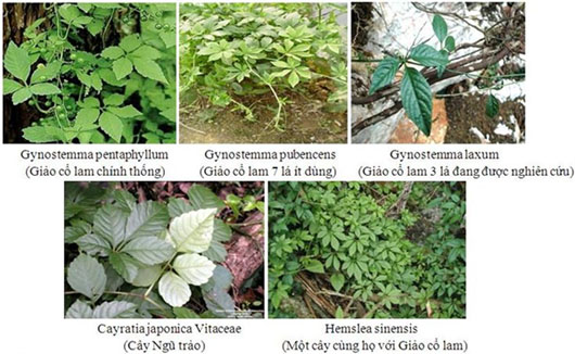 Phân biệt giảo cổ lam thật và giả