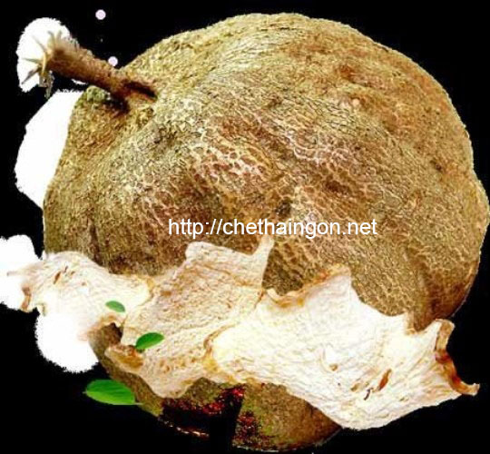 Sâm tố nữ làm tăng kích thước vòng 1