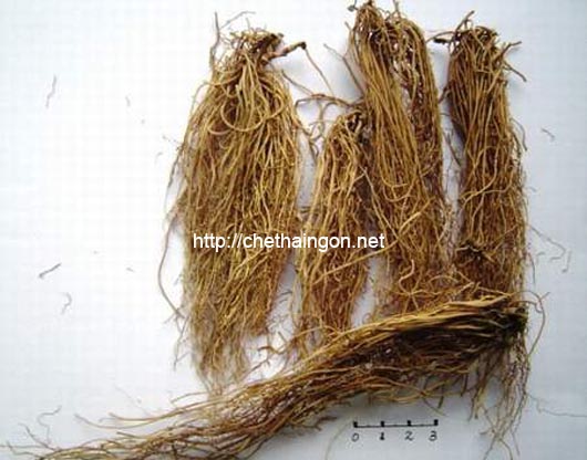 Rễ tế tân chữa là thành phần chữa đau gót