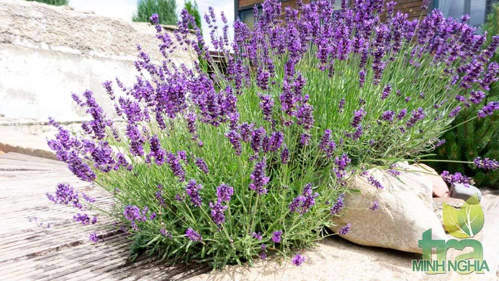 cây hoa oải hương lavender