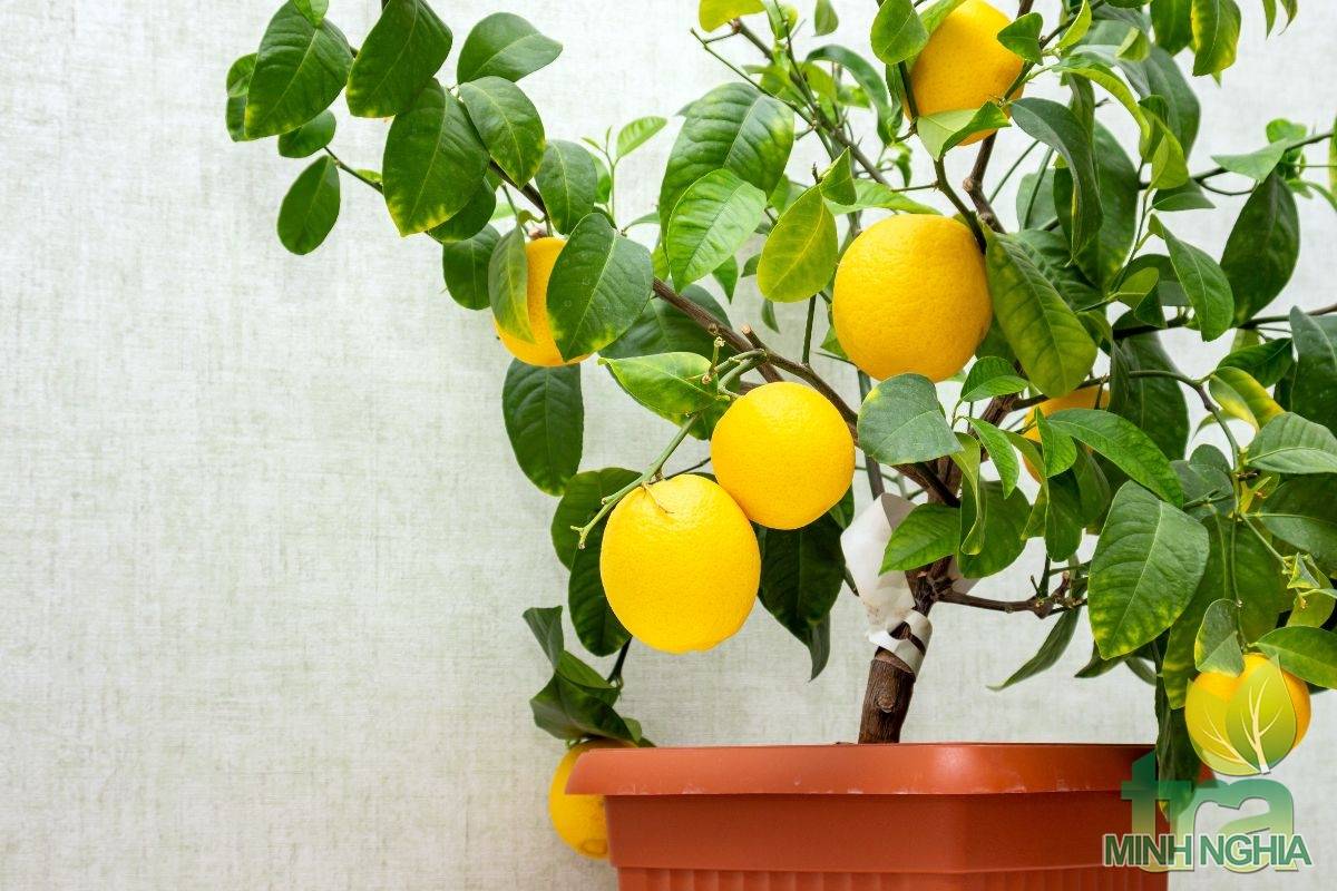 Cây chanh mini trồng trong chậu