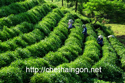 Thu hoặc chè tại đồi chè xã Tân Cương - Thái Nguyên
