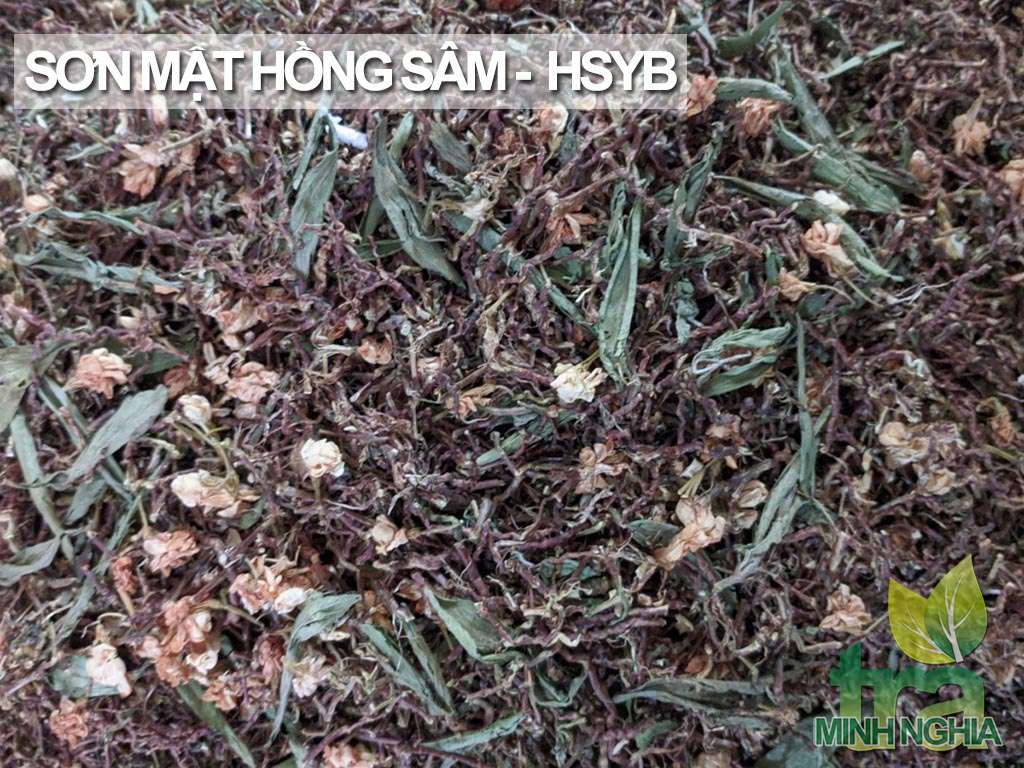 Các thành phần trong trà Sơn Mật Hồng Sâm