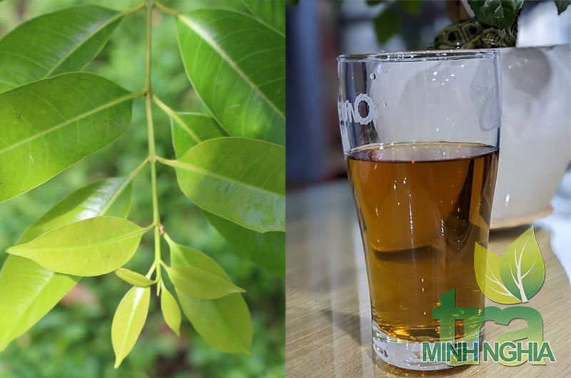 Nước vối có tác dụng gì? Những ai không nên uống nước vối?