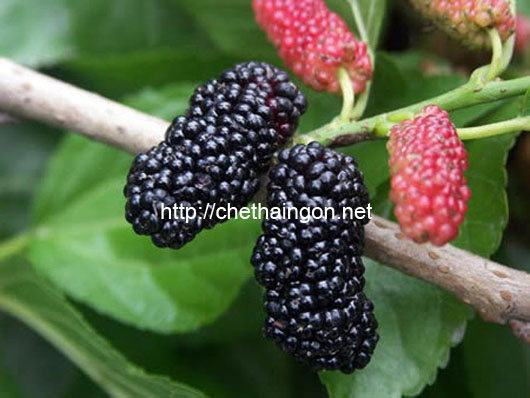 Bài thuốc bổ huyết từ quả dâu tằm
