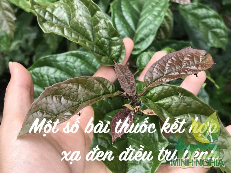 Cách sử dụng xạ đen để điều trị bệnh