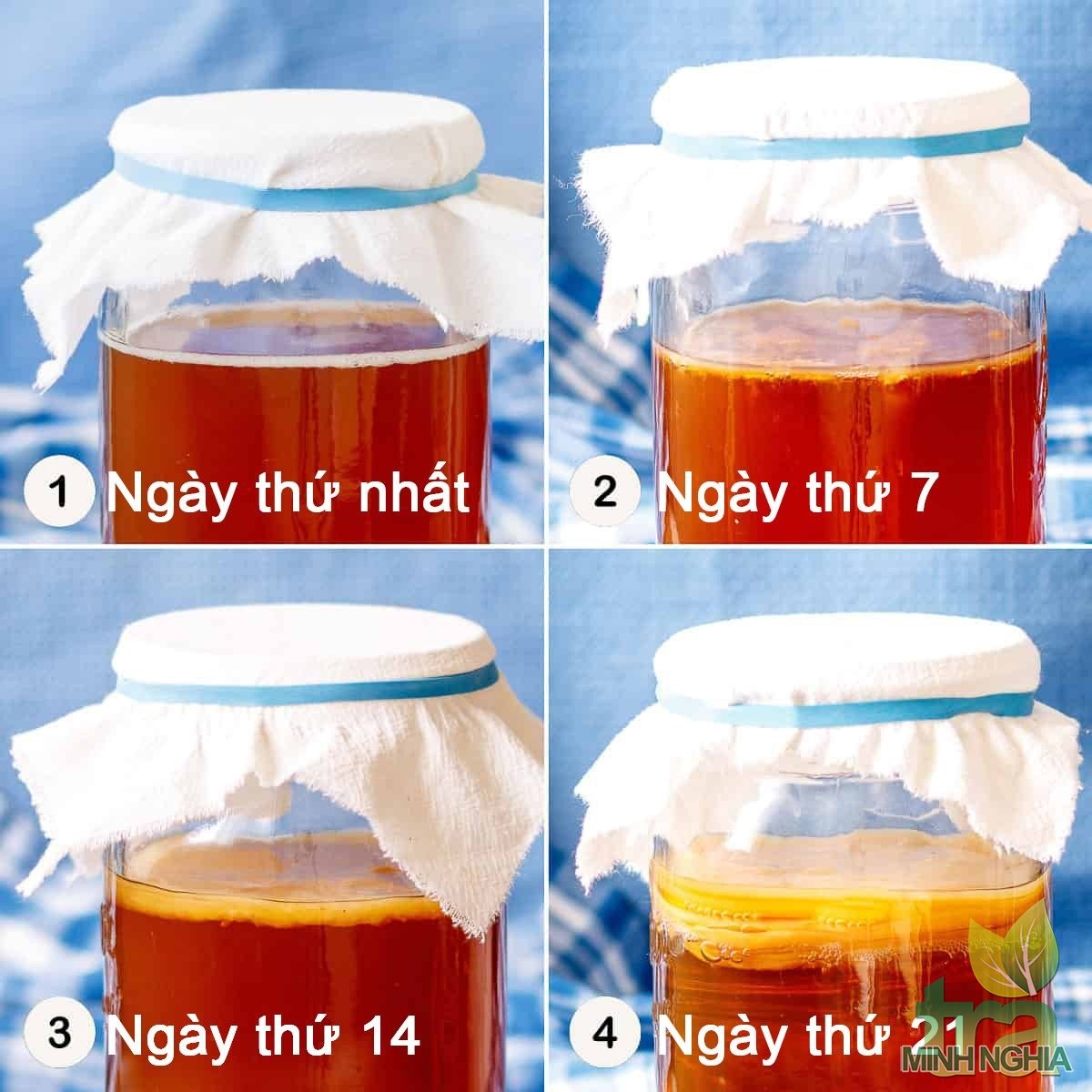 Các bước phát triển của SCOBY tử ngày 1 đến ngày 21