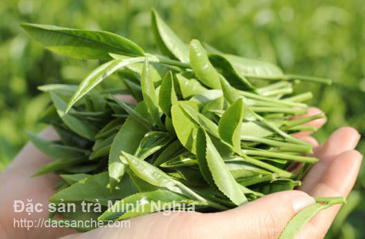 Phát hiện công dụng mới của trà với tim mạch
