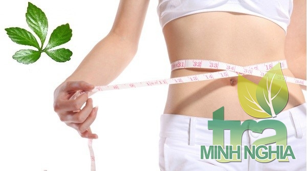 uống trà sơn mật hồng sâm giúp giảm cân, giảm béo phì