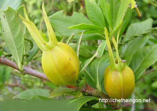 Bài thuốc chữa tiểu dắt từ quả dành dành