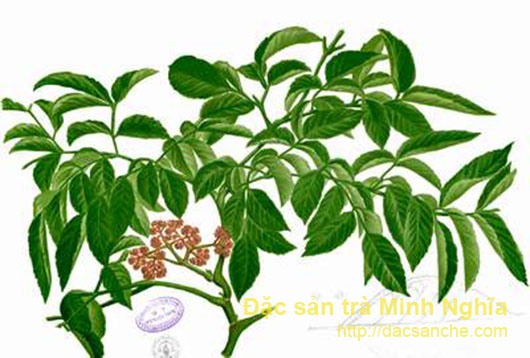 Cây gối hạc chữa bệnh thấp khớp