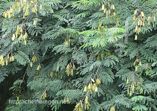 Bài thuốc hay cho chị em từ cây tô mộc