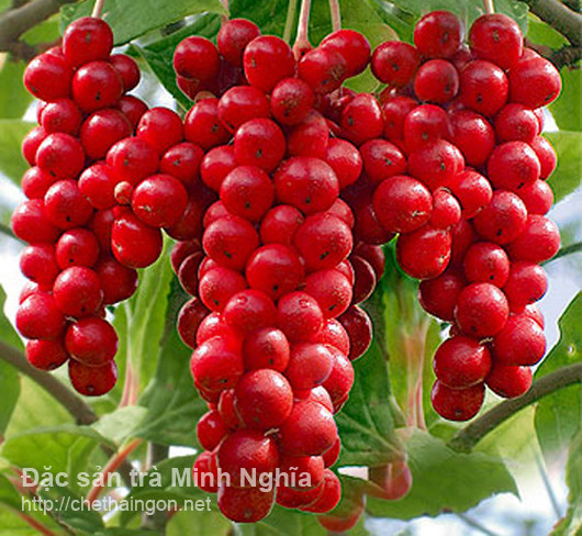 Ngũ vị tử vị thuốc an thần, bổ thận mà nhiều người chưa biết
