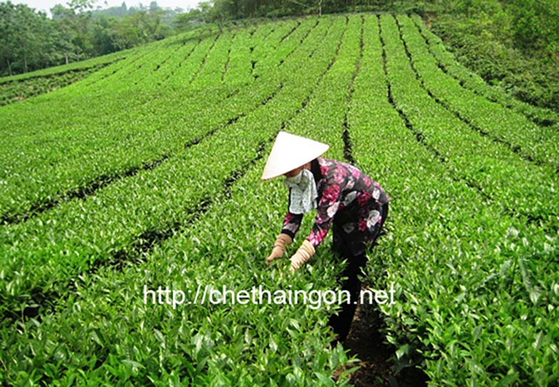 Cách phân biệt chè sạch và chè bẩn