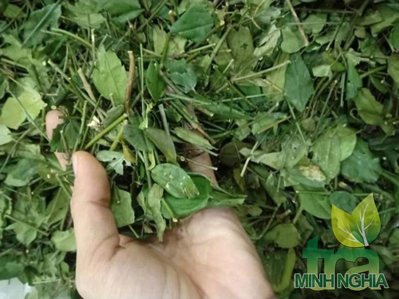 Chè vằng giải độc, mát gan, lợi sữa, giảm béo