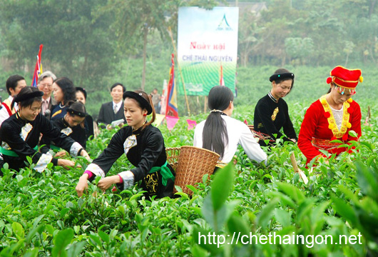 Công dụng của trà