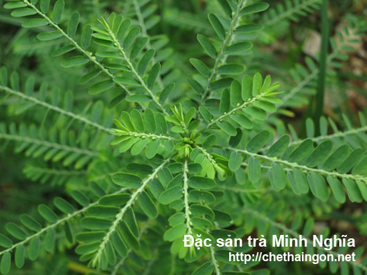 Cây Chó Đẻ Răng Cưa chữa bện gan