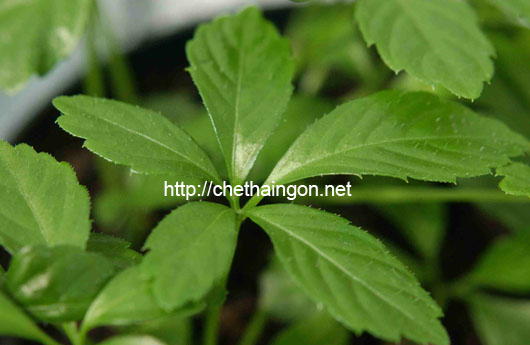Giảo cổ lam 5 lá