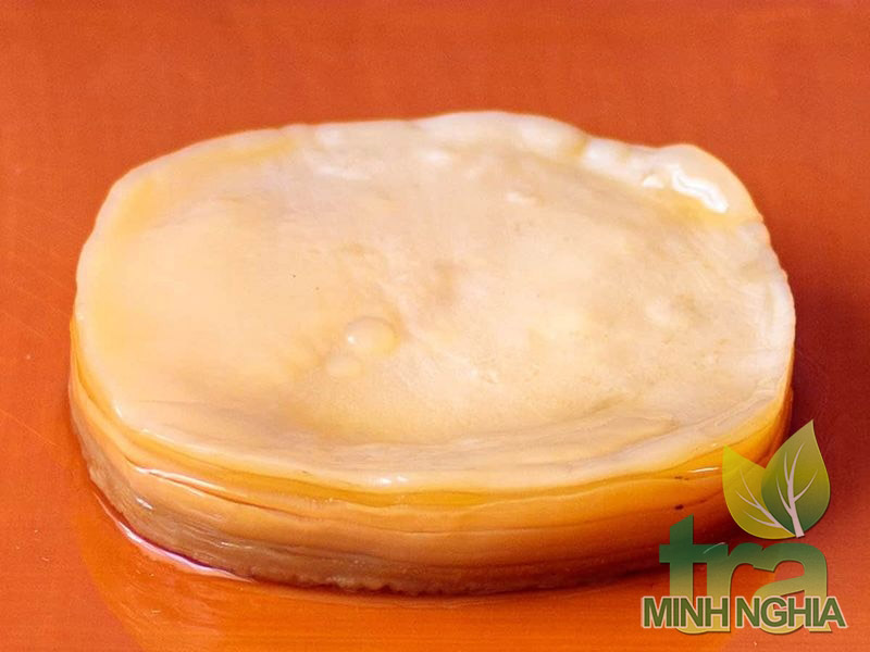 Hình ảnh của 1 SCOBY sau khi được tạo ra thành công
