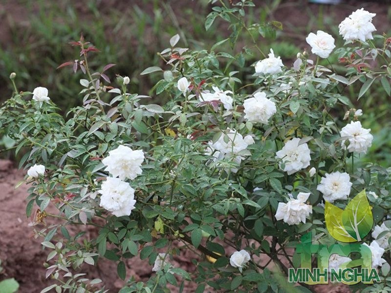 Hoa hồng bạch chữa ho cho bé hiệu quả