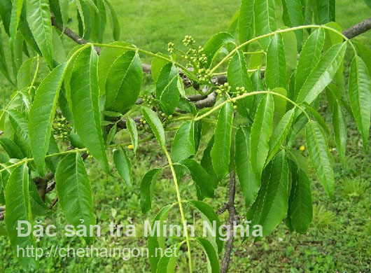 4 bài thuốc chữa phì đại tiền liệt tuyến