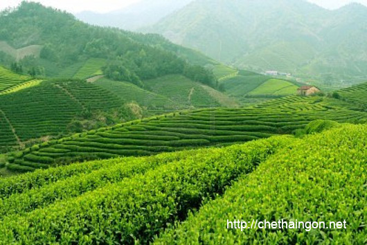 Khám phá vùng chè ngon của đất nước - Tân Cương Thái Nguyên