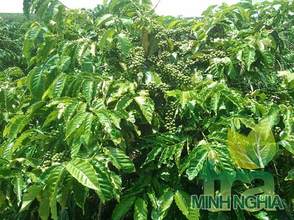 lá cafe cũng có thể dùng để giảm cân