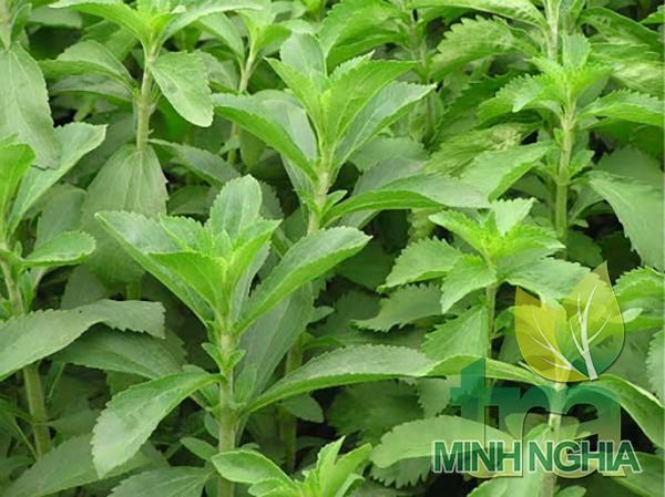 lá cỏ ngọt giúp giảm cân béo, giảm mỡ máu