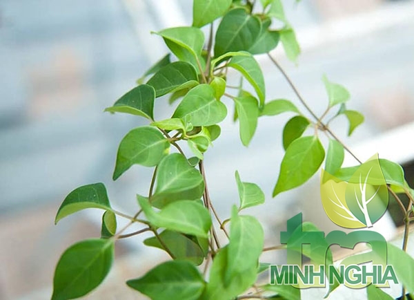 lá giang có thể đốt chất béo và giảm béo hiệu quả