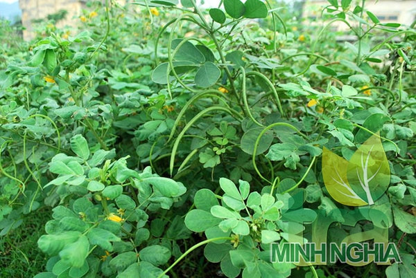 lá cây muồng muồng cũng có thể giảm béo hiệu quả