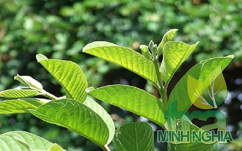 lá ổi cũng có thể giảm béo hiệu quả