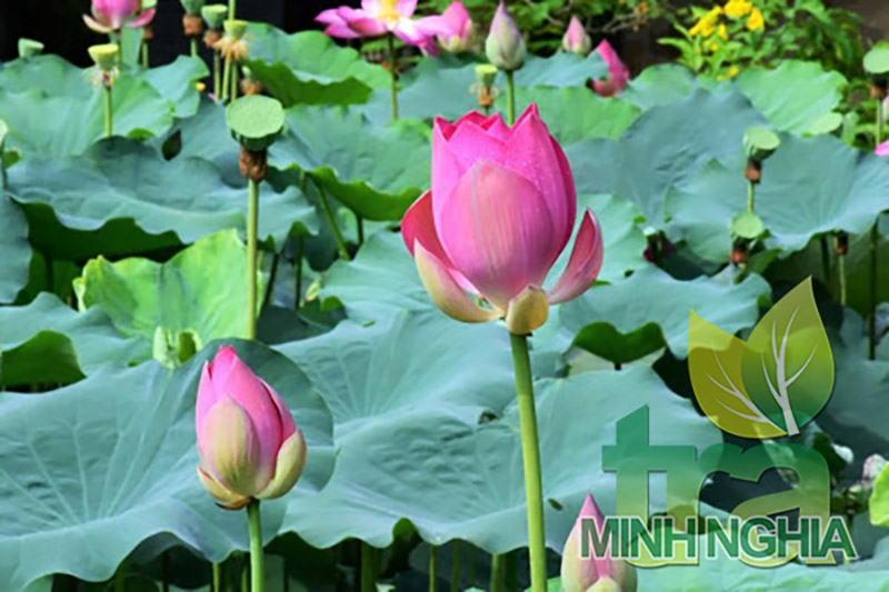 lá sen dùng để giảm béo, giảm mỡ máu