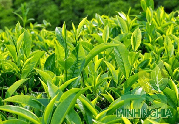 lá trà xanh có thể giúp giảm béo hiệu quả