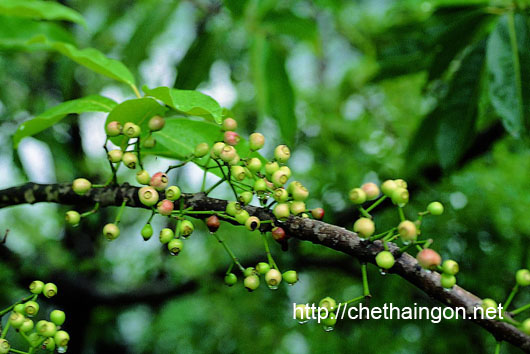Khám phá công dụng chữa bệnh không ngờ từ cây lá và nụ vối