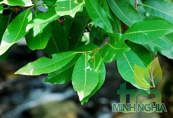 lá vối có thể giúp giảm béo hiệu quả