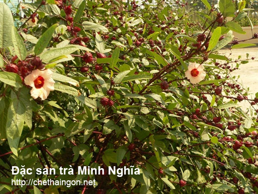 Tìm hiểu những lợi ích từ Hibiscus