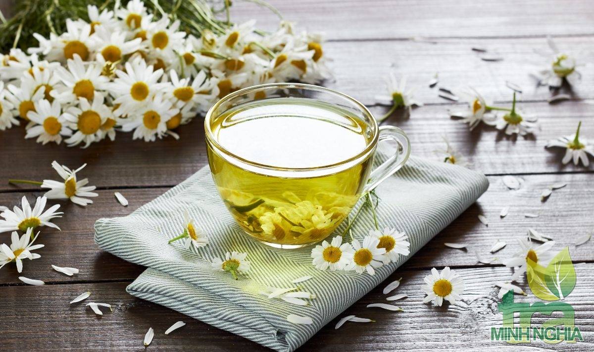 Trà hoa cúc là một trong những loại cây rất dễ trồng
