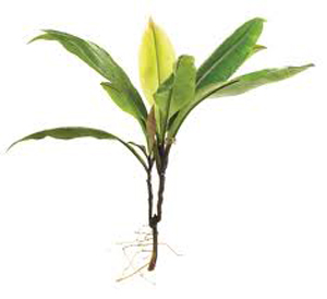 Những điều chưa biết về các thảo dược trẻ hóa “vùng kín”