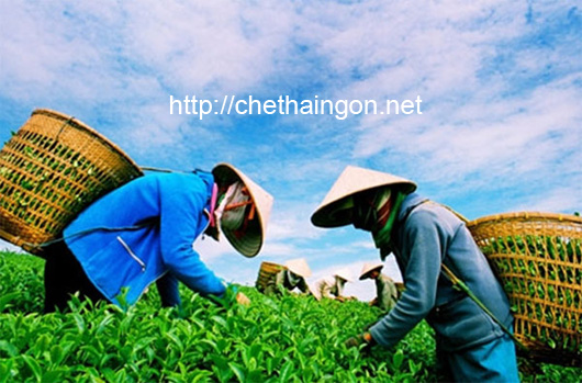 Cách phân biệt chè Thái Nguyên mới và cũ