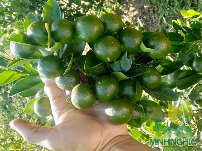 Quất xanh chữa ho nhiễm lạnh cho bé hiệu quả