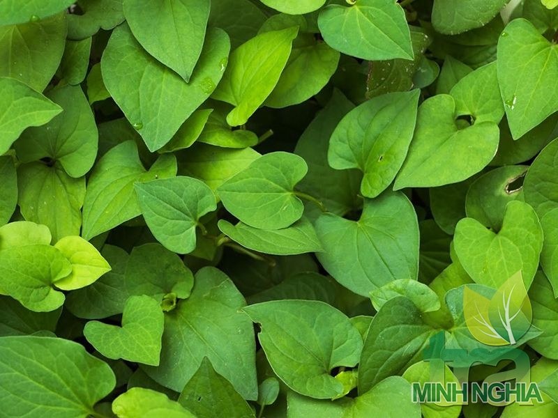 Sử dụng nước vo gạo và rau diếp cá trị ho cho bé hiệu quả
