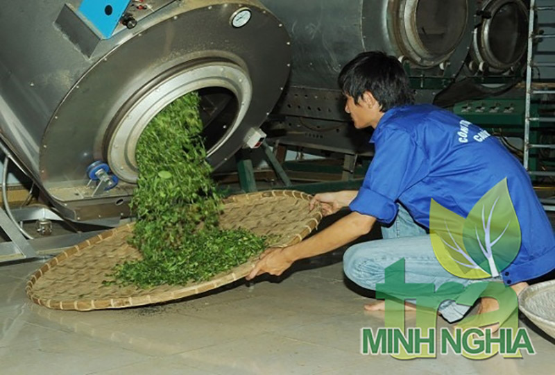 Quy trình sản xuất chè xanh Tân Cương 