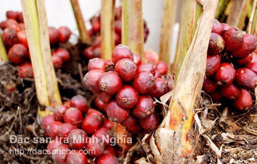 Bài thuốc điều trị các bệnh tiêu hóa bằng thảo quả